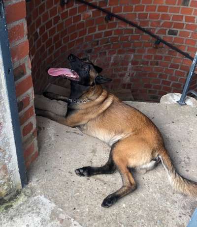 Dogorama Foto Challenge - Wanderziel-Beitrag-Bild