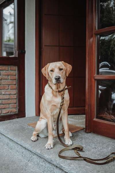 Hundetreffen-Spielgefährte gesucht-Bild