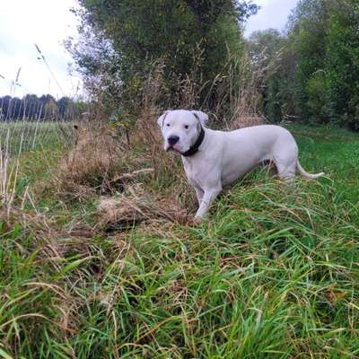Hundetreffen-Treffen / Spaziergang große Hunde-Bild