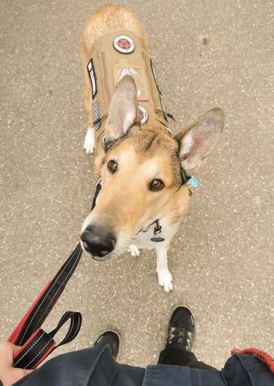 Smooth Collie oder kurzhaariger Collie-Beitrag-Bild
