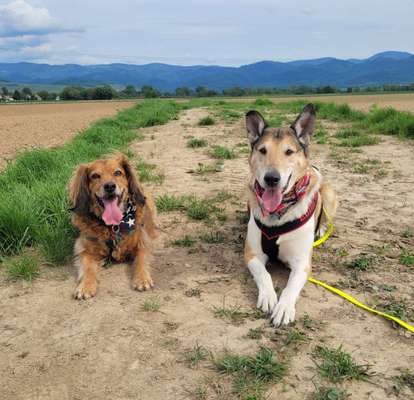 Bester Freund, Hundekumpel - zeigt her!-Beitrag-Bild