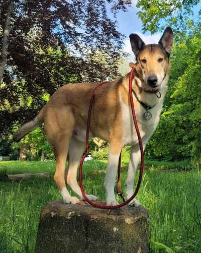 Collies gesucht-Beitrag-Bild