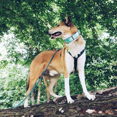 Reinrassige Hunde?-Beitrag-Bild