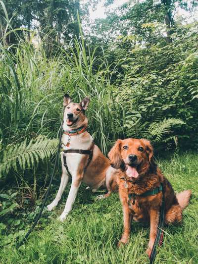 Bester Freund, Hundekumpel - zeigt her!-Beitrag-Bild