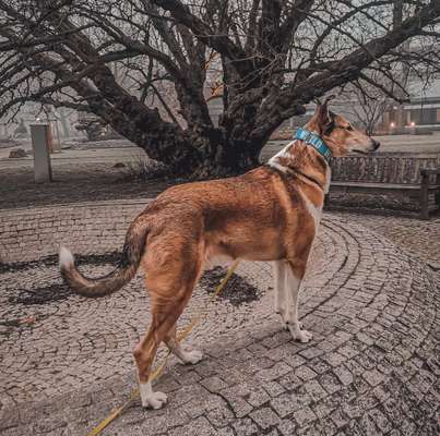 Deutsche Schäferhunde, Belgische Schäferhunde.-Beitrag-Bild