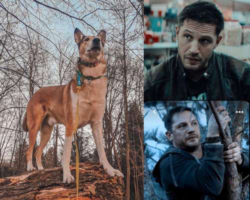 Wie heißt dein Hund?-Beitrag-Bild