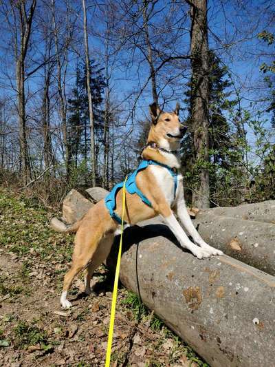 Seltene Rassen!-Beitrag-Bild