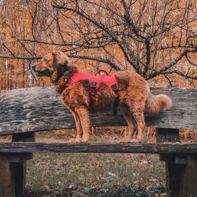 Zeigt mir eure Schäferhund Mischlinge :-)-Beitrag-Bild