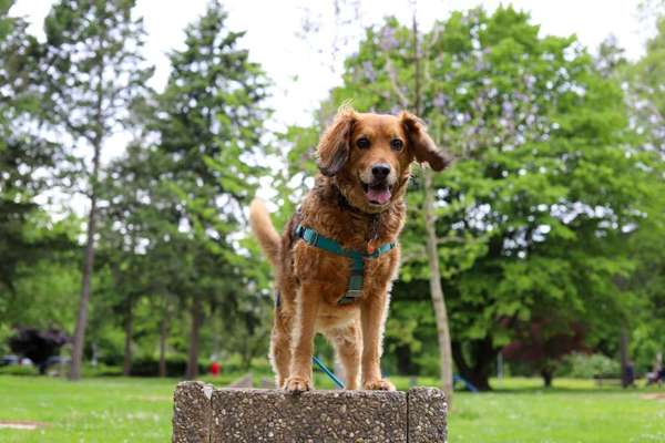 Schäferhund-Beitrag-Bild