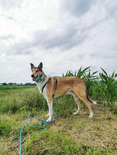 Collies gesucht-Beitrag-Bild