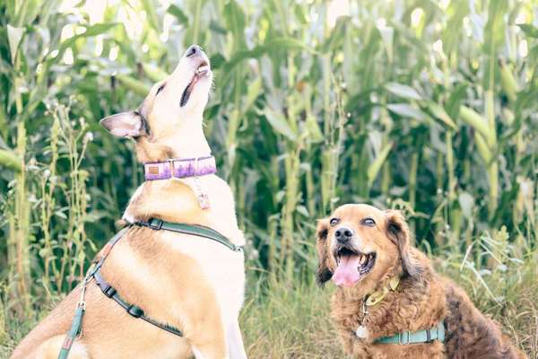 Wie wichtig ist euch das Aussehen eures Hundes?-Beitrag-Bild