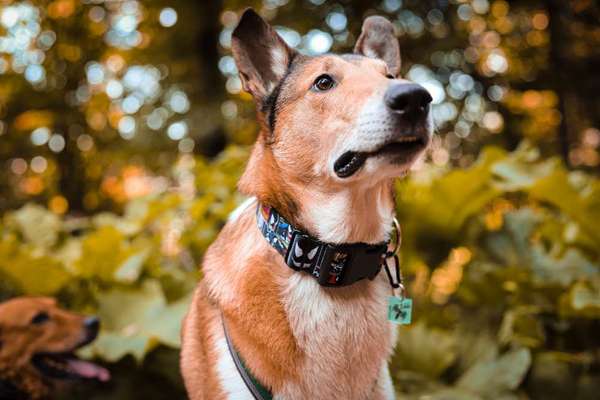 Hund aus zweiter Hand-Beitrag-Bild