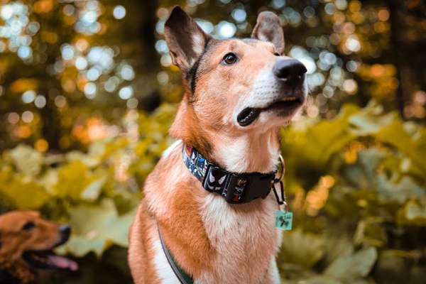 Hund aus zweiter Hand-Beitrag-Bild