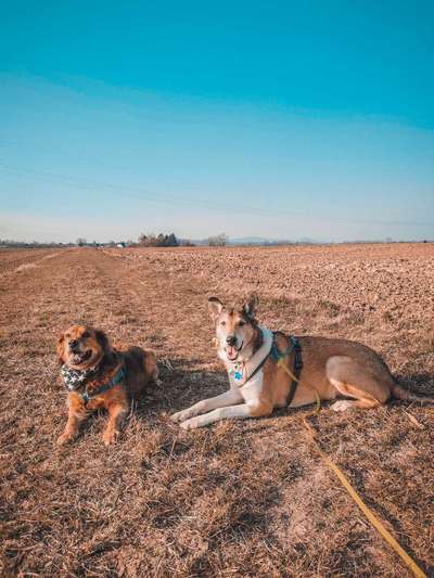Mehrhundehaltung-Beitrag-Bild