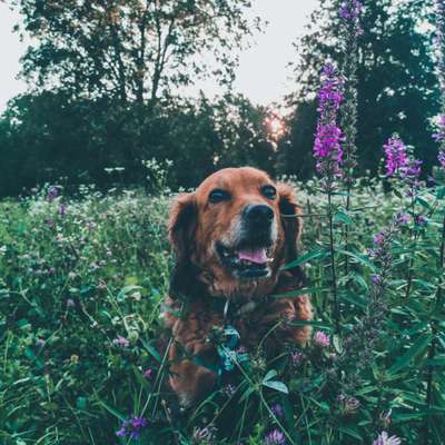 Fotochallange 63: "Dein blühendes Hündchen"-Beitrag-Bild