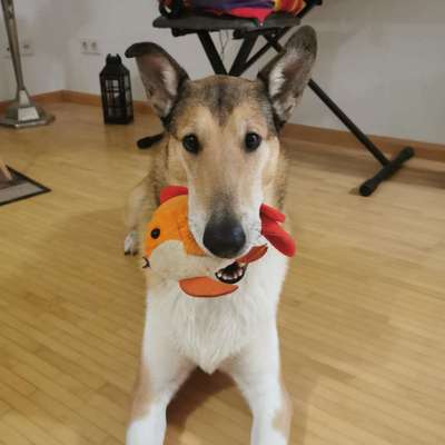 Der Lieblingsplüschi eures Vierbeiners-Beitrag-Bild