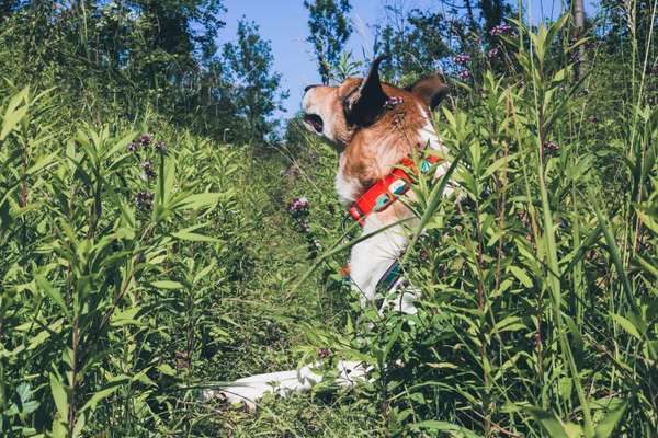 Fotochallange 63: "Dein blühendes Hündchen"-Beitrag-Bild