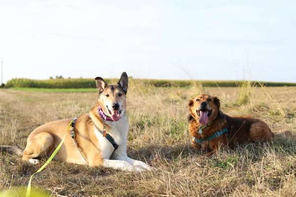 Hunderunde-Beitrag-Bild