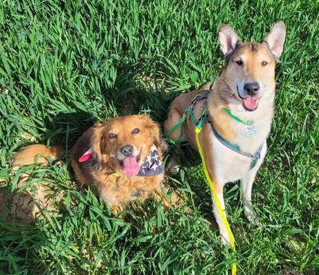 BIG LOVE :) mit 2 Hunden❣️-Beitrag-Bild