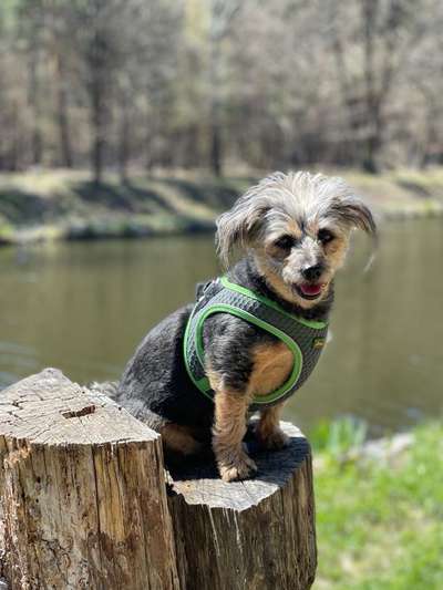 Dogorama-Monats-Challenge-Mai "Wasser"-Beitrag-Bild