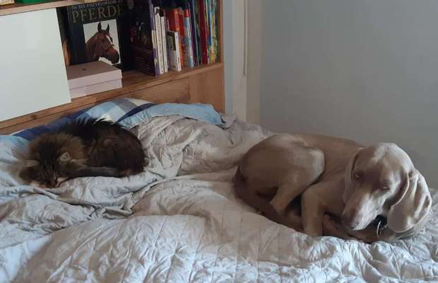 Weimaraner-Beitrag-Bild