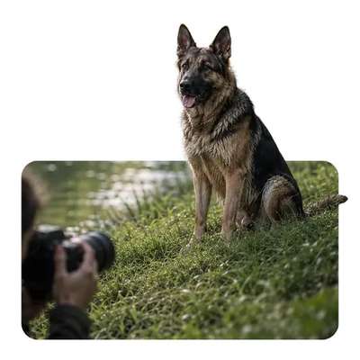 %{de_profession_title}-Hunde-Fotoshooting-Bild