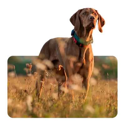 %{de_profession_title}-Anti-Jagd Training für Hunde-Bild