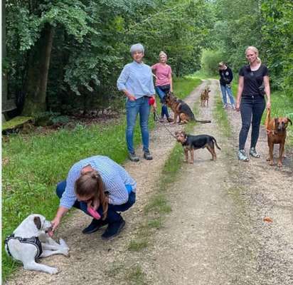 Giftköder-Hunde Social Walks in der Gruppe-Bild