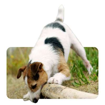 %{de_profession_title}-Scent Detection-Bild