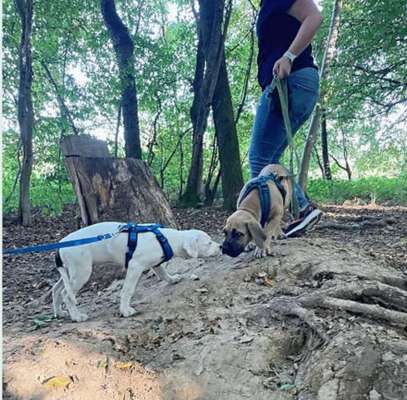 Giftköder-Hundeverhaltensberatung
bei dir zu Hause-Bild