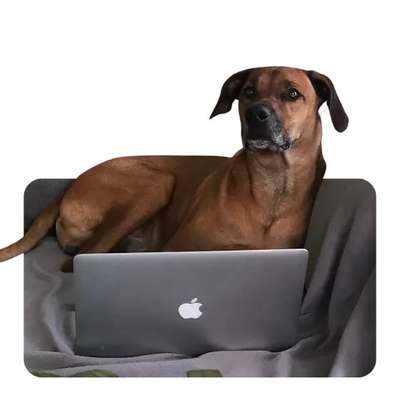 %{de_profession_title}-Online-Hundeverhaltensberatung-Bild