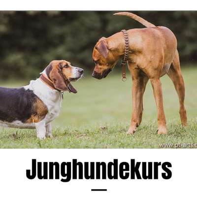 Giftköder-Junghundekurs-Bild