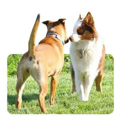 %{de_profession_title}-Hunde Begegnungtraining mit Übungsteams-Bild