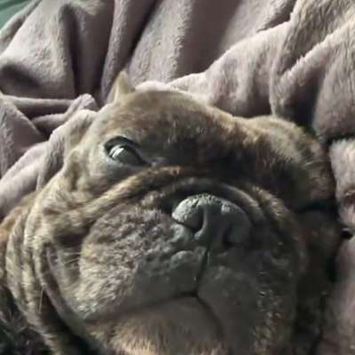 Hundetreffen-Freund zum spielen gesucht-Bild