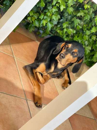 Griechische Bracke-Beitrag-Bild