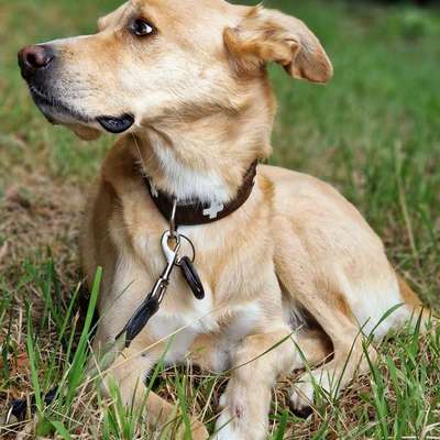 Hundetreffen-Gemeinsame Spaziergänge in Liblar und Umgebung-Bild