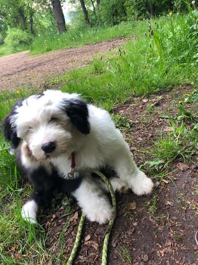 Welpen Bilder !-Beitrag-Bild