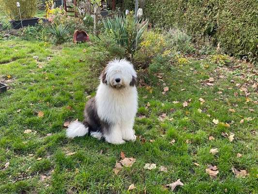 OES Bobtails-Beitrag-Bild