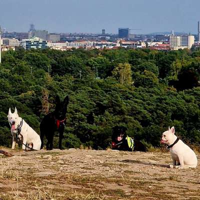 Hundeschulen-Oli YaKnow-Bild