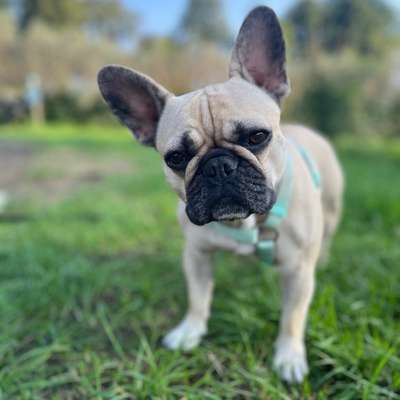 Hundetreffen-Französischebulldogge Treffen-Bild