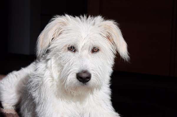 Die Dogorama Kalender Challenge 4/4-Beitrag-Bild