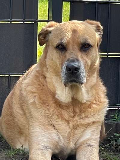 Mischlingshunde Foto Aufruf-Beitrag-Bild