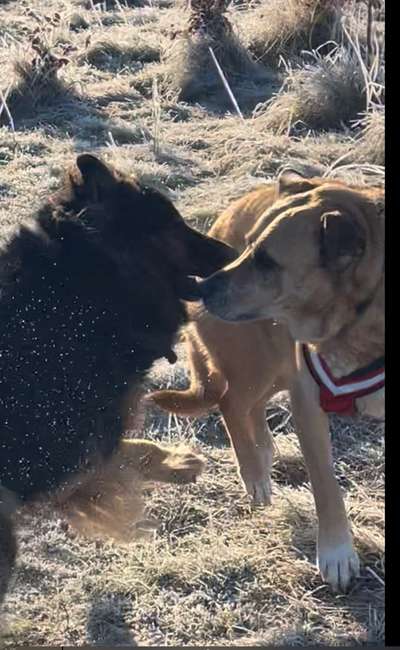 Bester Freund, Hundekumpel - zeigt her!-Beitrag-Bild