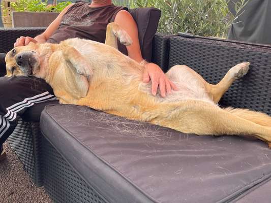 85. Foto Challenge : Schosshund-Beitrag-Bild