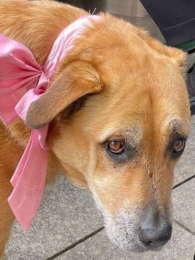 Dogorama Photo Challenge - Festliches Accessoires-Beitrag-Bild