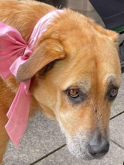 Fotochallange nr. 106
Der geschmückte Hund.-Beitrag-Bild