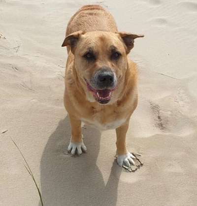 Dogorama Photo Challenge - Hundeblick zum hinschmelzen-Beitrag-Bild