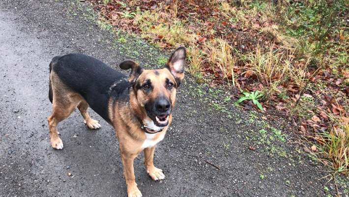 Wo habt ihr eure Hunde her ?-Beitrag-Bild