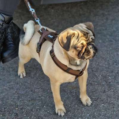 Hundetreffen-Tolerante/r Gassi-Partner/in gesucht-Profilbild
