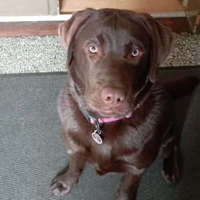 Hundetreffen-Spielpartner gesucht-Bild